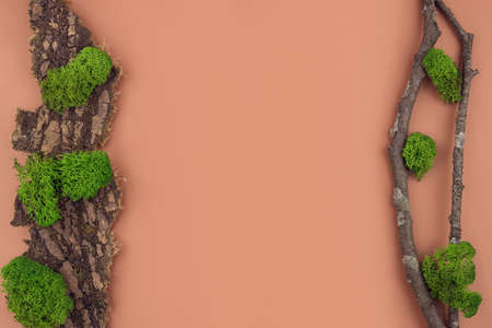 Flat lay of natural brown background of tree bark and moss with copy space. Cosmetics, skin care, beauty, body treatment concept. Top view. Mock-up. Vegan eco friendly. Biophilic design.の写真素材