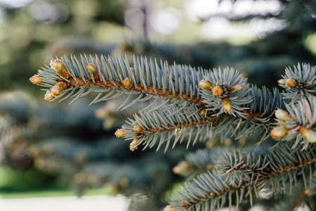 Branch of Pine Tree with needles and Pine Cone. Pine tree branch with cones in spring. Background with green needles and pinecone. Blue spruce. Soft focusの写真素材