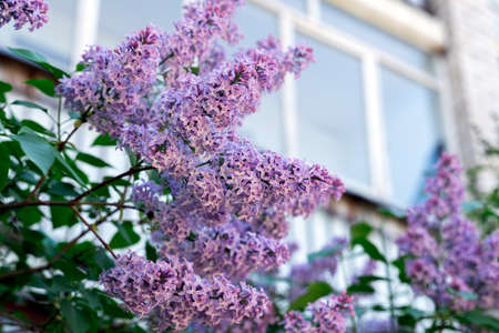 Lilac blooming in spring on the background of a brick multi-storey building. Front view.の写真素材