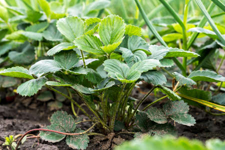 Garden strawberries. Beds with strawberry bushes after the rain. Strawberry plant close-up. Bush grow in the garden. Selective focus.の写真素材