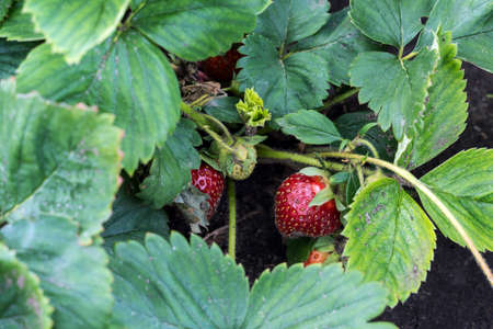 Ripe red strawberries on a bush after rain. Strawberry plant close-up. Bush grow in the garden. Selective focus.の写真素材