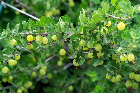 View to fresh green gooseberries on a branch of gooseberry bush in garden. Close up view of organic...