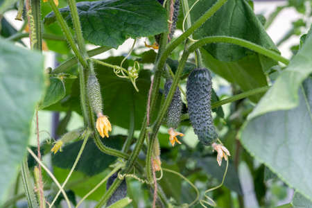 A lot of young cucumbers ripen in the greenhouse. Juicy fresh cucumber close-up on a background of leaves. Concept of organic home eco food. Eco bio farm.の写真素材