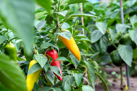 Ripe and unripe bell peppers growing on bushes in the garden. Bulgarian or sweet pepper plant. Concept of nature, organic food and gardening.の写真素材