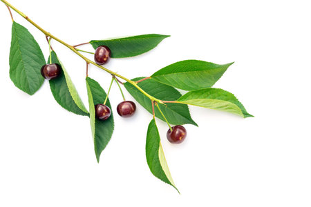 Cherry minimal background. Red summer cherry berries with branch on white background. Summer fruits...
