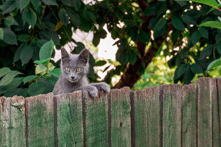 Beautiful young grey cat breed Russian Blue is climbing on a old green wooden fence. Front view.の写真素材