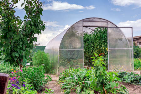 Conception of gardening, healthy food and eco products. The small greenhouse with growing tomatoes and cucumbers in the garden in summer day on the backdrop of blue sky with clouds.の写真素材