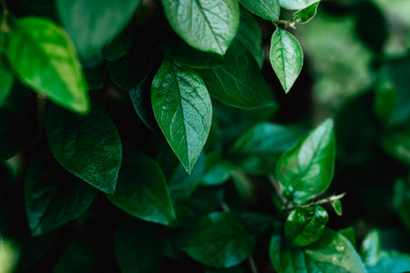 Green leaves pattern background, natural background and wallpaper. Nature of green leaf in garden at...