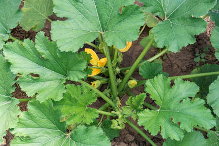Close up of green zucchini plant with yellow blossom. Concept of nature, organic food and gardening.の写真素材