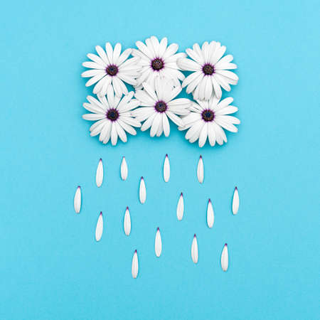 White cloud and rain made with daisy flowers and petals over blue background. Minimal nature or womans day concept. Creative background. Top view, flat lay.の写真素材