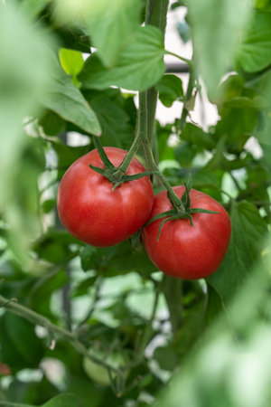 Beautiful red ripe tomatoes grown in a greenhouse. Beautiful background. Ripe and ripening tomatoes ready to pick in a greenhouse. Concept of healthy and eco food and gardening. Verticalの写真素材