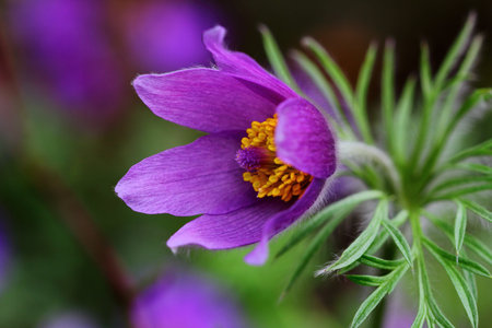 Pulsatilla easter flower on the meadow. Macro photography of nature.