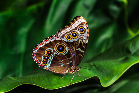 Tropical morpho bleu butterfly in green leafs. Macro photography of nature.