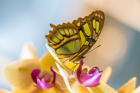 Tropical malachite butterfly and yellow orchidaseae.の写真素材