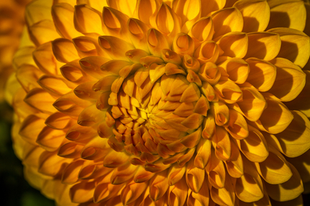 Portrait of dahlia. Macro photography of nature.の写真素材