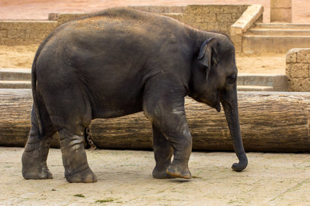 Child elephant walks. Photography of wildlife.