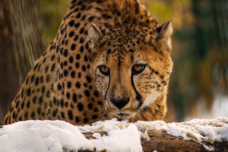 Portrait of leopard. Photography of wildlife.の写真素材