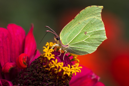 Butterfly common brimstone on the flower. Macro photography of nature.の写真素材