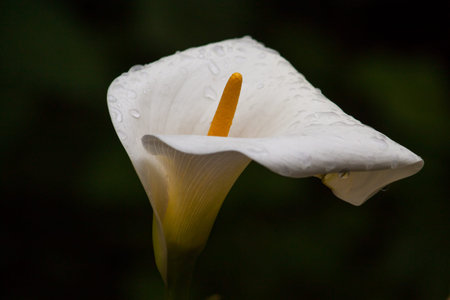 Portrait of calla flower on the gardenの写真素材