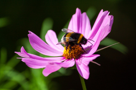 Bumble bee on the flower. Macro photography of nature.の写真素材