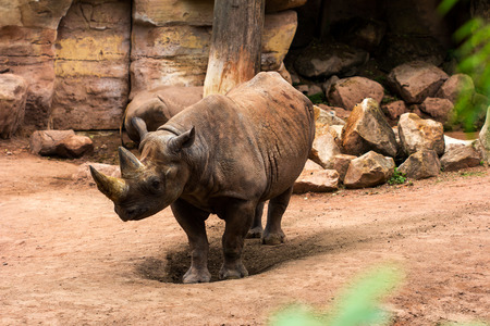 Close up profile portrait of the big rhinoceros. Animal scene.の写真素材