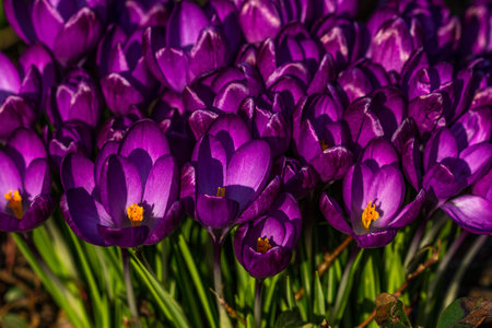Crocus flower on the spring meadow. Photography of nature.