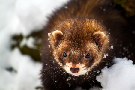 Portrait of little ferret in the snow.の写真素材