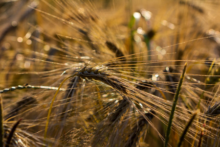 Wheat field under the influence of sunlight. Photography of nature.の写真素材