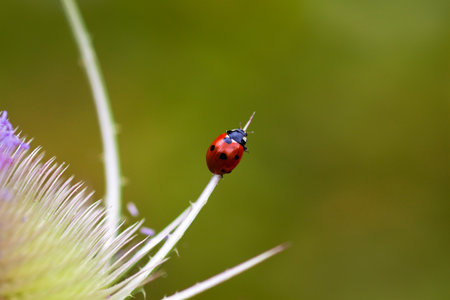 Ladybug on the dipsacus fullonum. Macro photography of wildlife.の写真素材