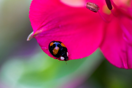 Black ladybug on the flower. Macro photography of wildlife.の写真素材
