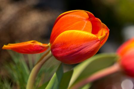 Close-up of orange tulip flower in the spring garden. Macro photography of nature.の写真素材