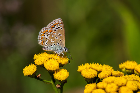 Close-up of butterfly on the yellow wildflower. Macro photography of wildlife.の写真素材