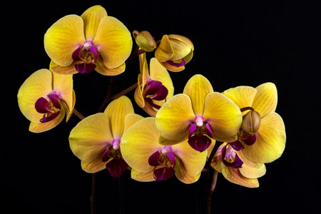 Close-up of yellow orchid flower. Zen in the art of flowers. Macro photography of nature.