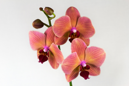 Close-up of multicolor orchid flower. Zen in the art of flowers. Macro photography of nature.の写真素材