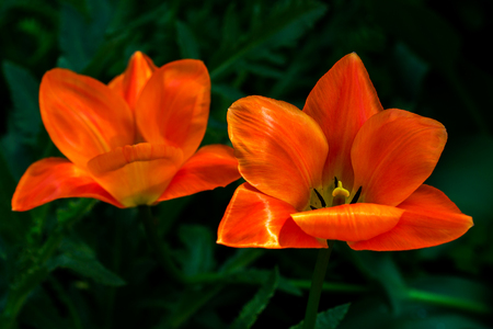 Close-up of tulipa flowers. Macro photography of nature.の写真素材