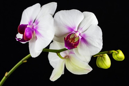 Close-up of white-pink orchid flower. Zen in the art of flowers. Macro photography of nature.の写真素材