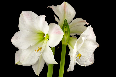 Close-up of white amaryllis flowers. Zen in the art of flowers. Macro photography of nature.の写真素材
