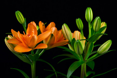 Close-up of bouquet orange lilies. Photography of nature.の写真素材