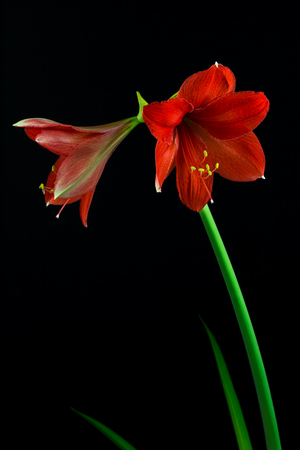 Close-up of red amaryllis flower. Zen in the art of flowers. Macro photography of nature.の写真素材