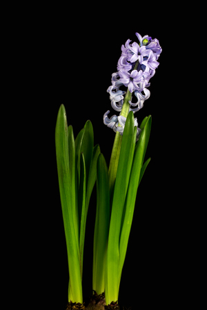 Close-up of lilac pearl hyacinth flowers. Photography of nature.の写真素材