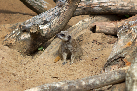 A full body of a wild African Meerkat from frontの写真素材