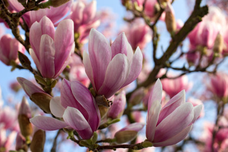 Branch of magnolia tree in the spring gardenの写真素材