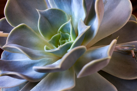 Close-up of succulent echeveria. Macro photography of nature.の写真素材