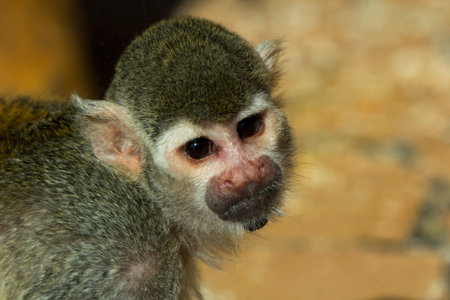 Portrait of the squirrel monkey. Photography of wildlife.