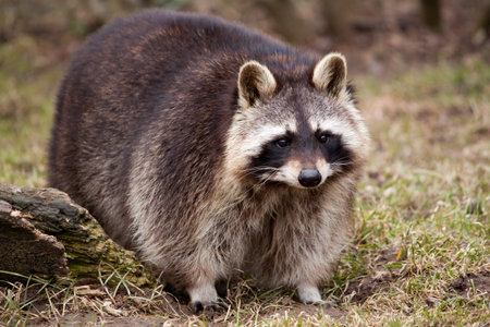 Portrait of common raccoon. Looking at camera.