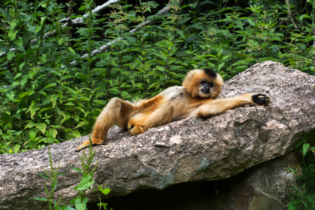 Full body of human langur. Photography of wildlife.の写真素材