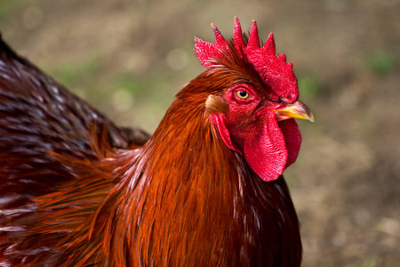 Portrait of adult rooster. He showing his larger comb.