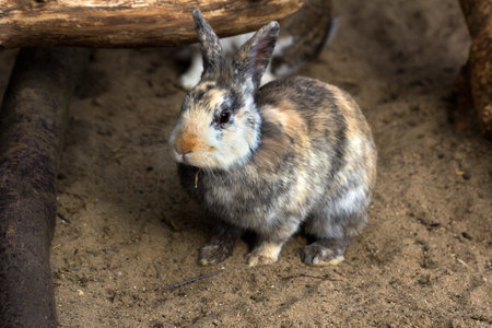 Full body of multicolor domestic pygmy rabbit.