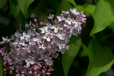 Close-up of syringa vulgaris common lilac branch in the spring garden, flowering woody plantsの写真素材