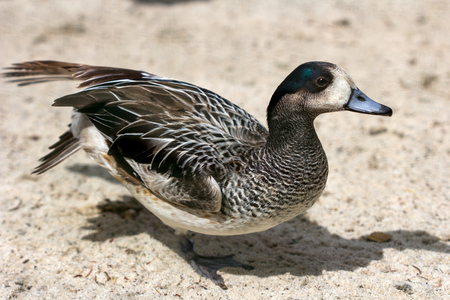Full body of male cinnamon teal duck. Photography of wildlife.の写真素材